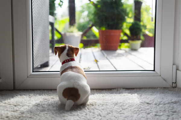 Hund sitzt vor Terrassentuer und möchte heraus hat aber keine Hundeklappe. Hund sitzt vor Terrassentuer und möchte heraus hat aber keine Hundeklappe.