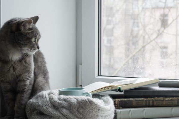 Katze vor wärmedämmendem modernem Fenster