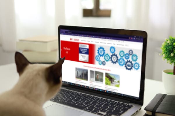 Katze schaut sich Webseite von Reflexa an Katze schaut sich Webseite von Reflexa an