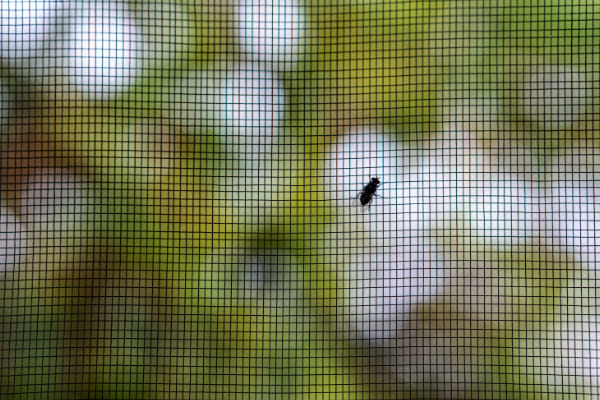 Insektenschutz Fenster inklusive Insektenschutz im Rollladen von FeBa