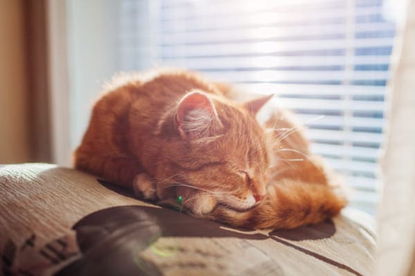 Katze fühlt sich wohl wegen gutem Wohnklima
 Katze fühlt sich wohl wegen gutem Wohnklima