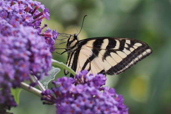 Eine Fliegengittertür schont die Umwelt