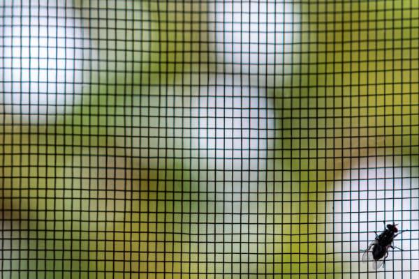 Fliegengitter Tür hält Insekt aus Wohnung