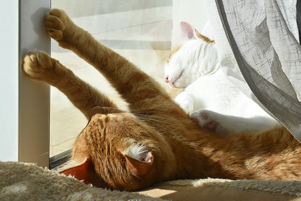 Terrassentür ohne Schwelle mit Katzen an den Fensterscheiben